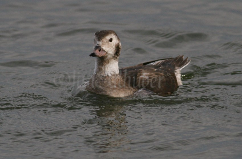 Long-tailed Duck, female, still thinking about making the dive!