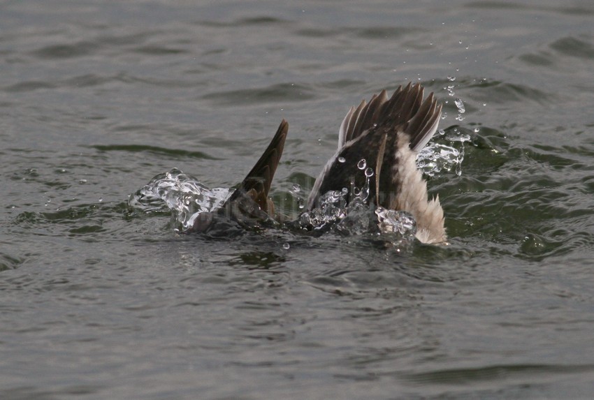 Long-tailed Duck, female, making the dive