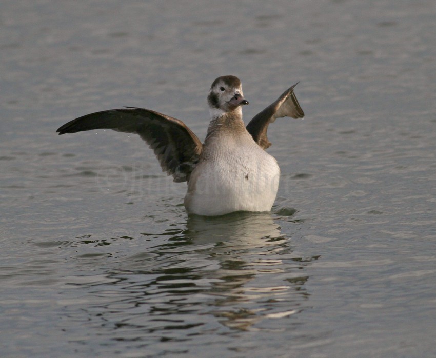 Long-tailed Duck, female, stretching