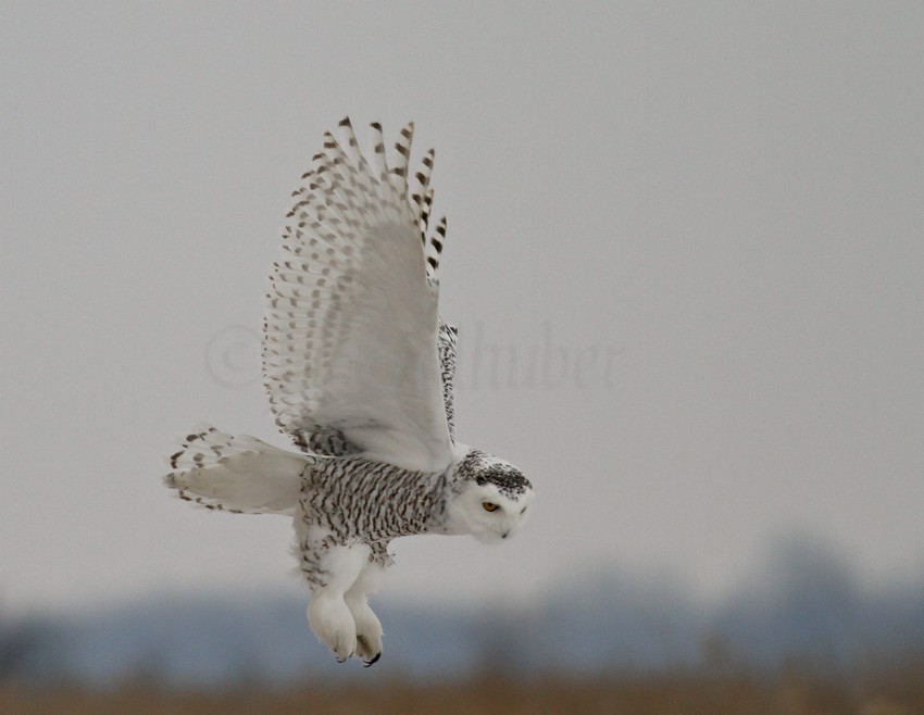 Snowy Owl at the Horicon Marsh on 1-14-2015
