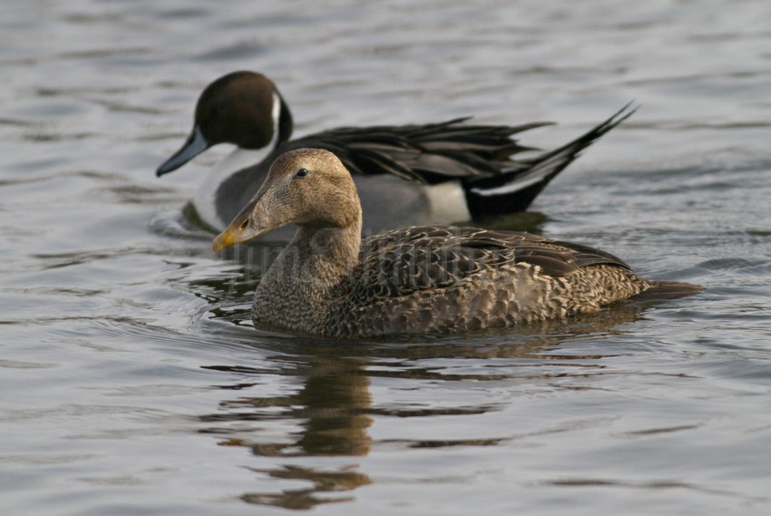 Common Eider and Northern Pintail at Barkers Island in Superior Wisconsin on 1-30-15
