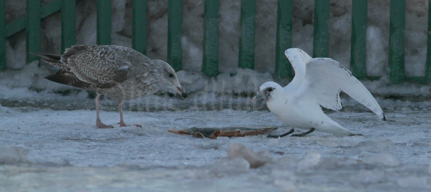 Ivory Gull with Herring Gull