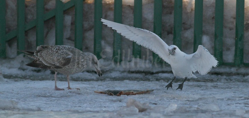 Ivory Gull with Herring Gull