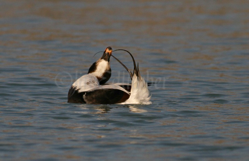 Preening that long tail!