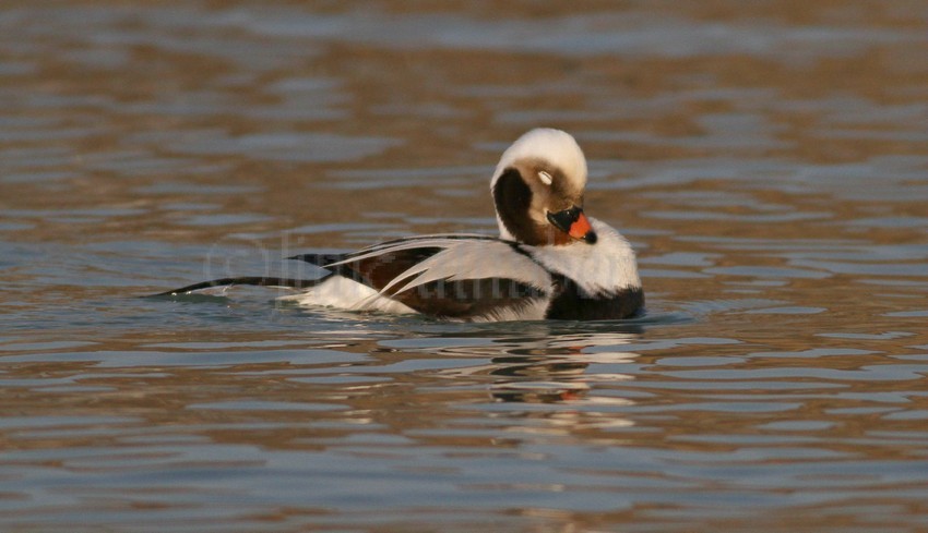 Preening