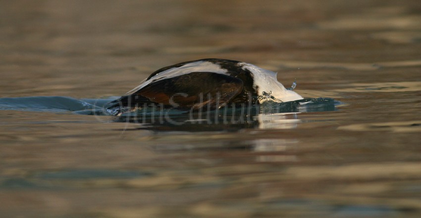 The dive!