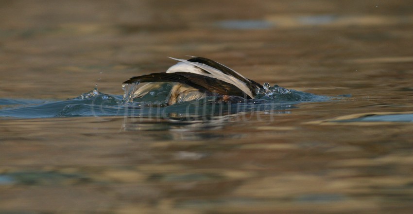 The dive!