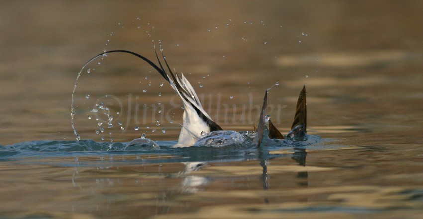 The dive!