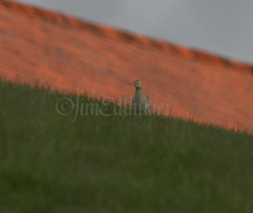 Upland Sandpiper with roof of treatment plant in background