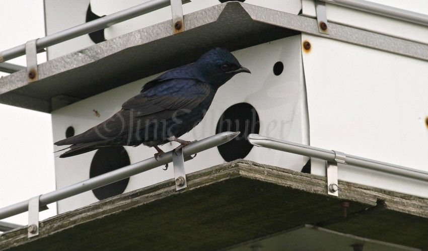 Purple Martin checking out the house