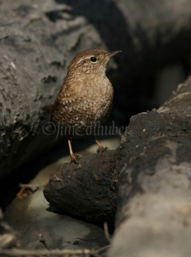 Winter Wren