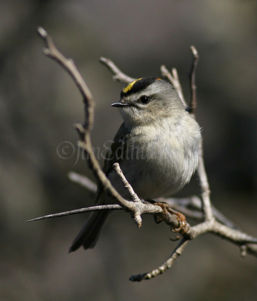 Golden-crowned Kinglet