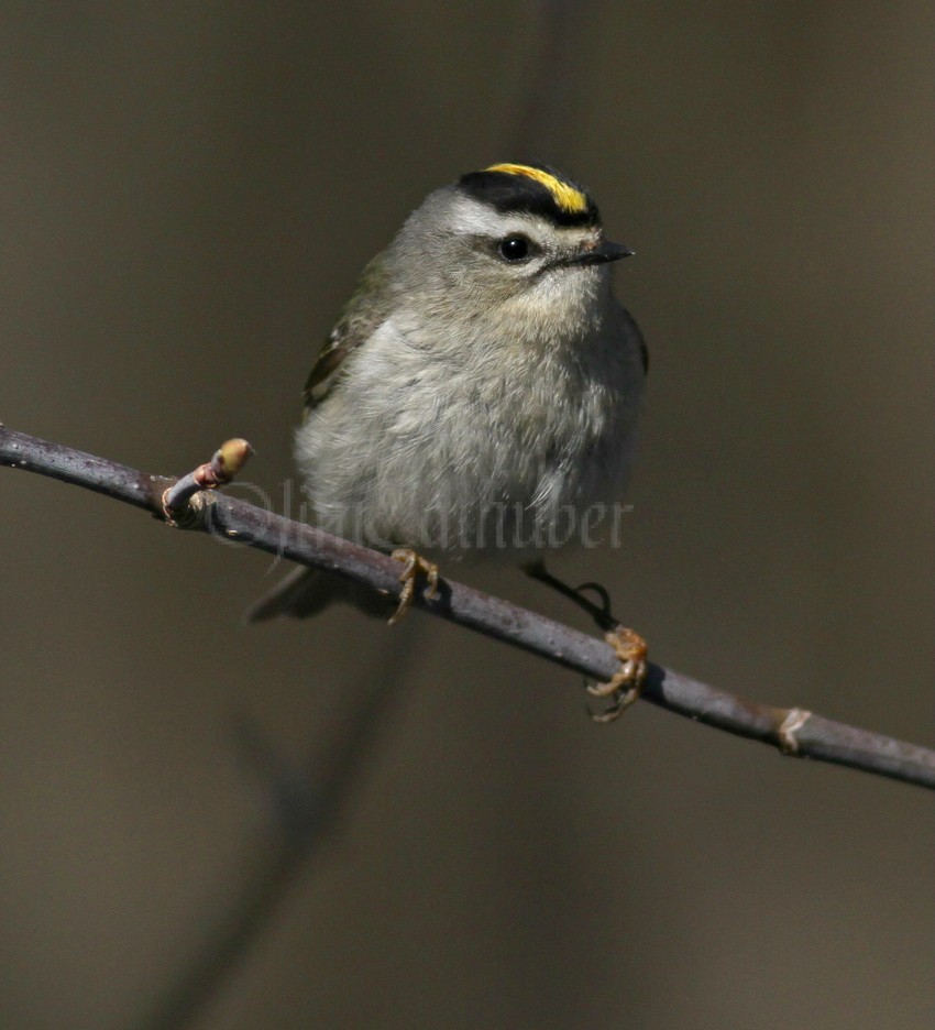 Golden-crowned Kinglet