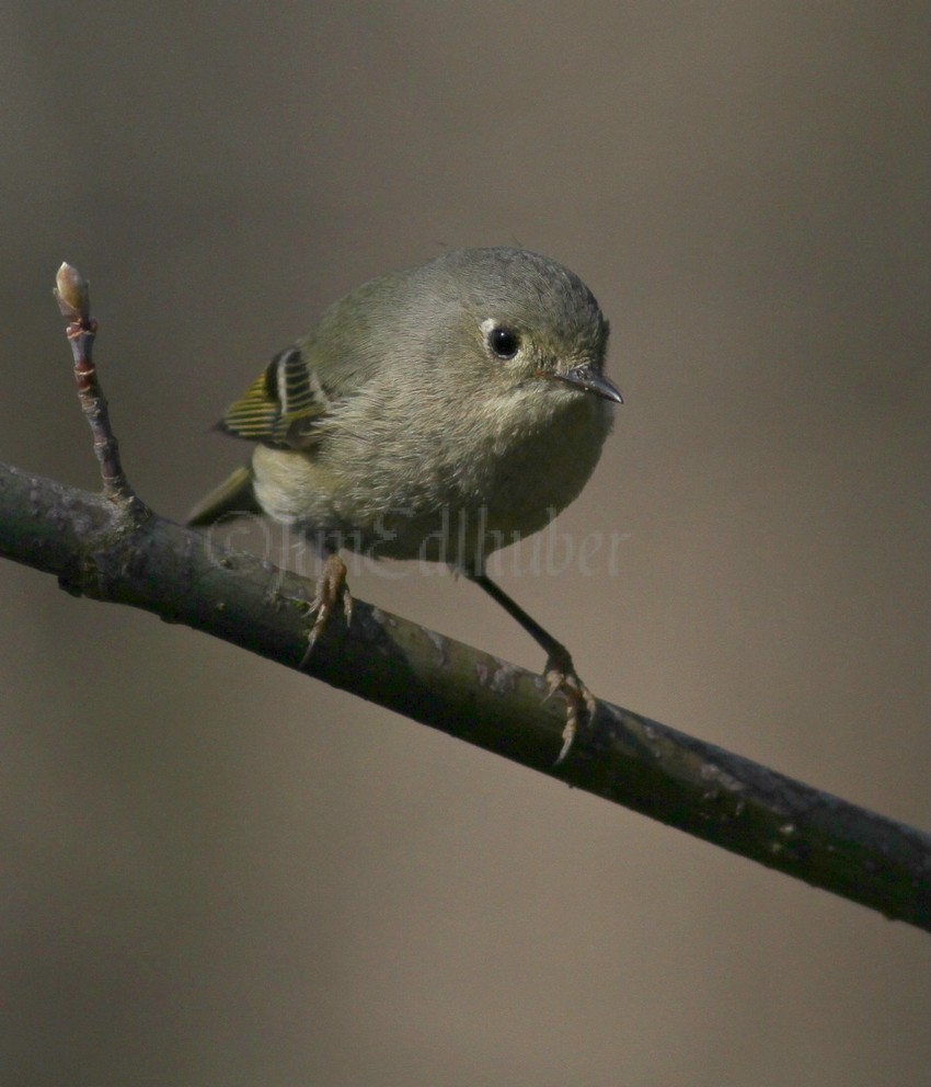 Ruby-crowned Kinglet, adult