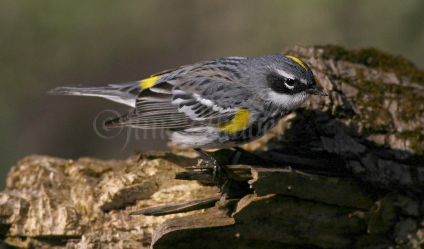 Yellow-rumped Warbler
