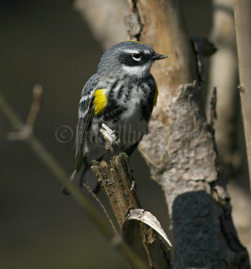 Yellow-rumped Warbler