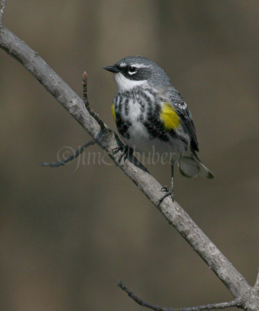 Yellow-rumped Warbler