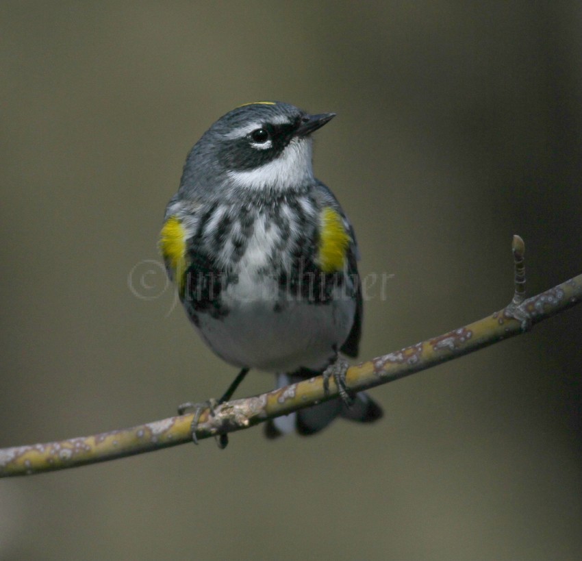 Yellow-rumped Warbler