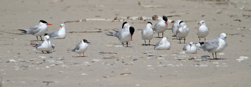 Caspian Tern hanging out with Ring-billed Gulls and Bonaparte's Gulls
