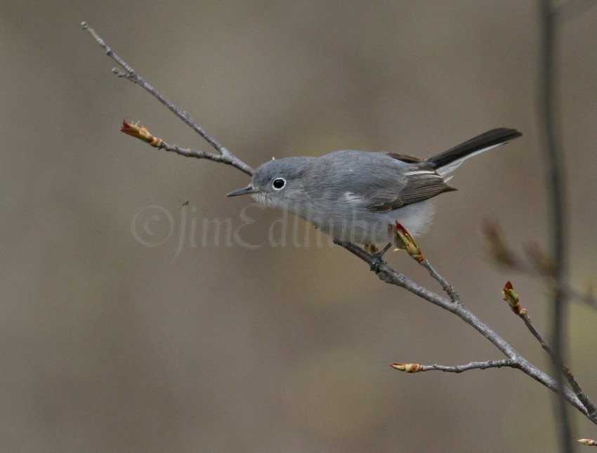 Blue-gray Gnatcatcher seeing what it wants to eat