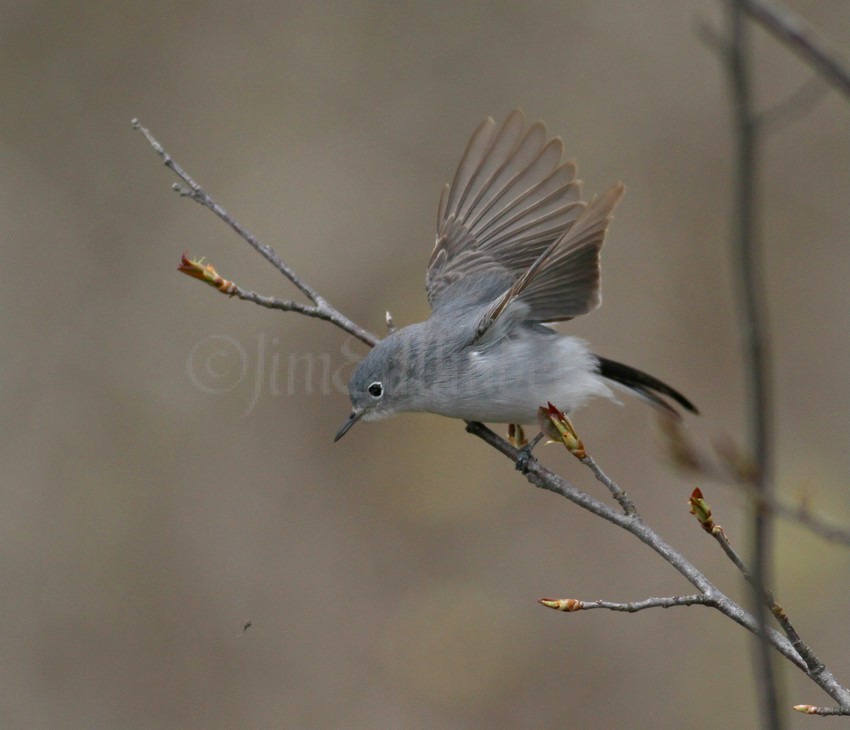 Blue-gray Gnatcatcher going for what it wants at Lake Park