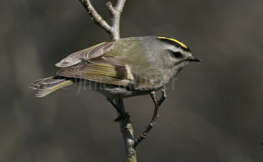 Golden-crowned Kinglet