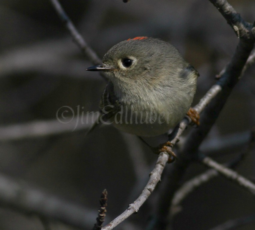 Ruby-crowned Kinglet, adult