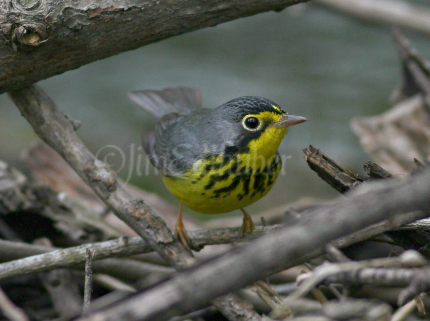 Canada Warbler, male