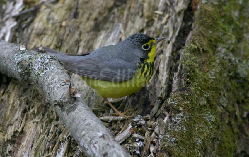 Canada Warbler, male, looking for the bug