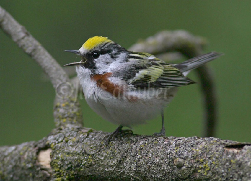 Chestnut-sided Warbler, female, calling