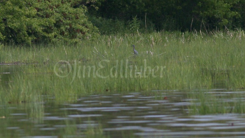 The Little Blue Heron is far down the shore to the north