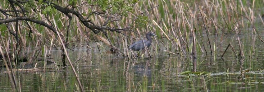 Under a tree limb the Little Blue Heron is looking for food