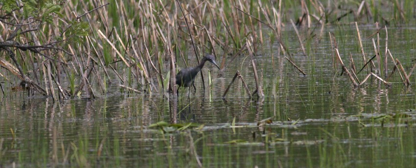 Little Blue Heron looking for food
