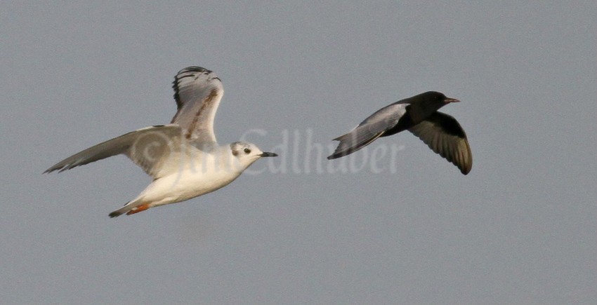 Bonaparte's Gull with the White-winged Tern