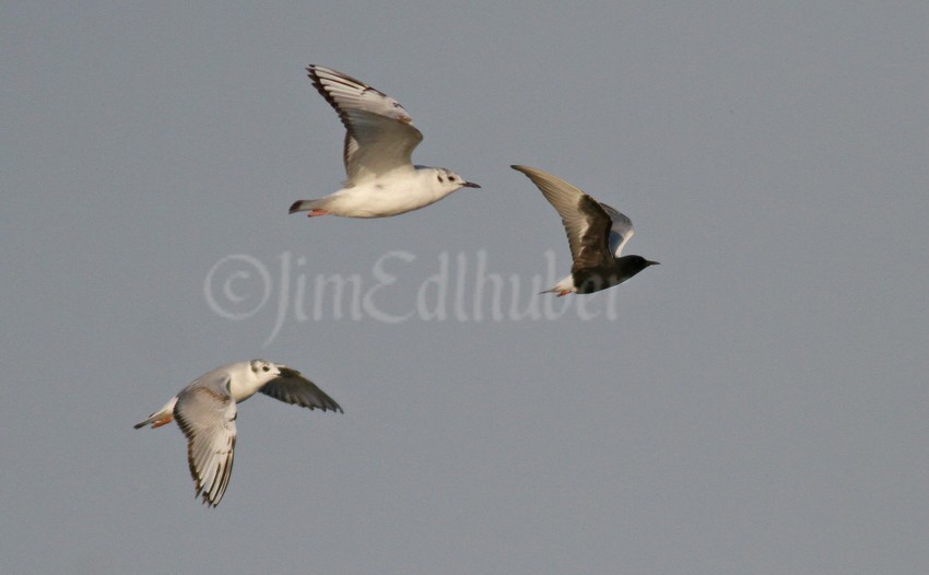 Bonaparte's Gulls with the White-winged Tern (in front)