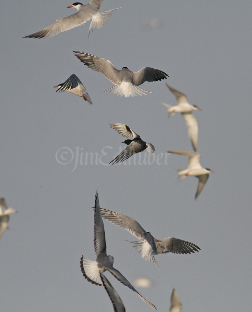 White-winged Tern, in the middle with Caspian Terns