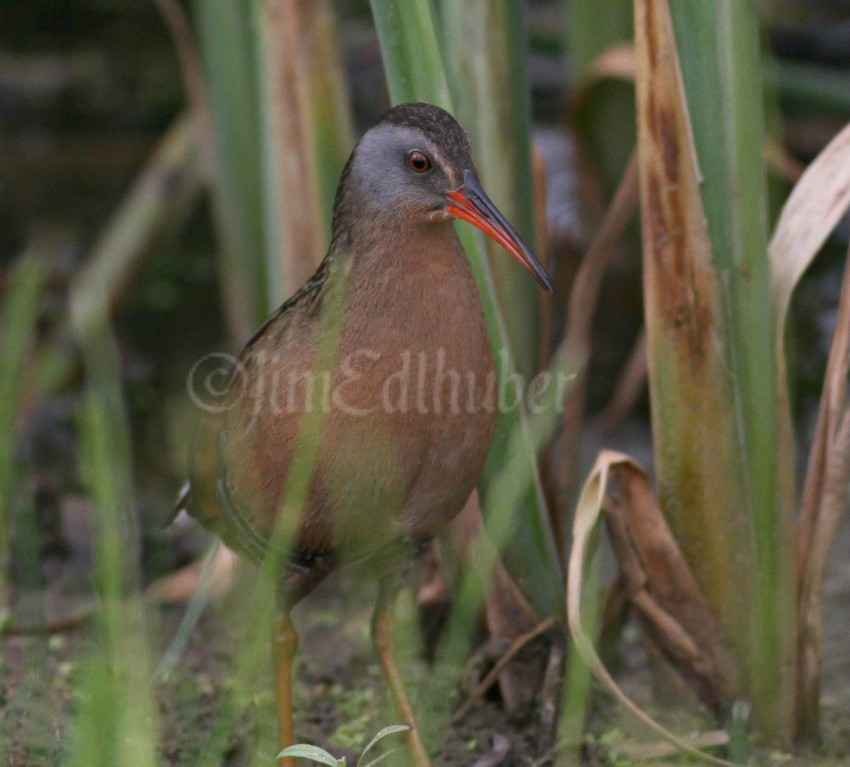 Virginia Rail