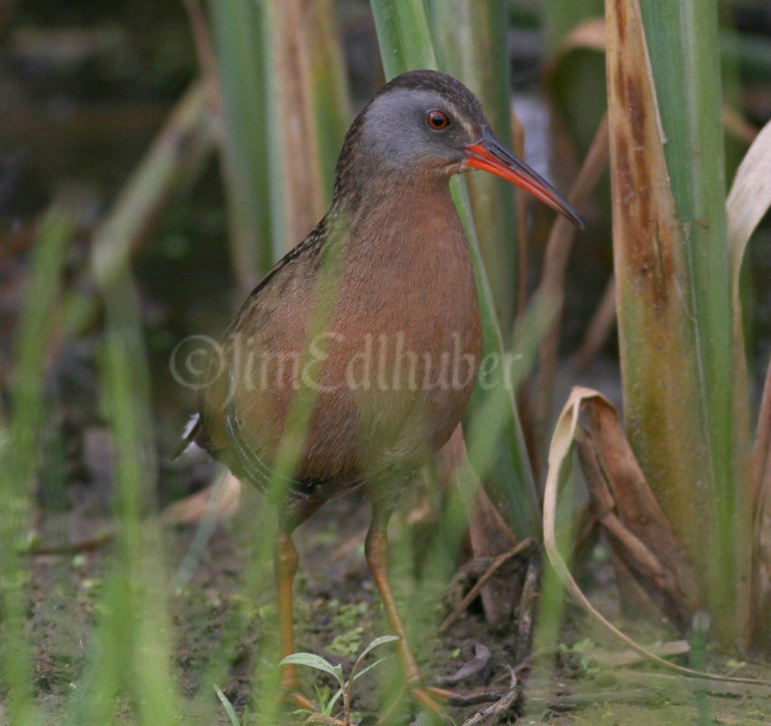 Virginia Rail