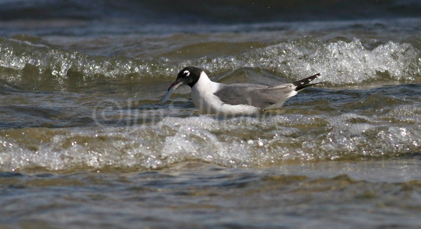 Franklin's Gull with fish