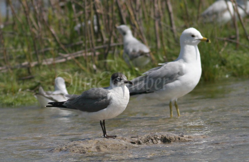 Franklin's Gull with Ring-billed Gull, size comparison image