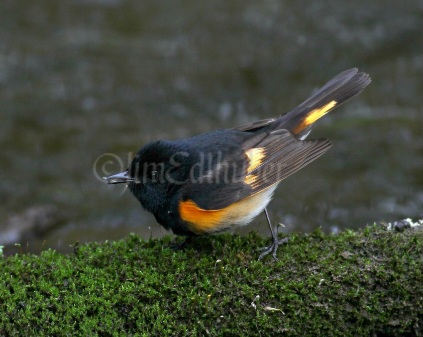 American Redstart, male, with a bug