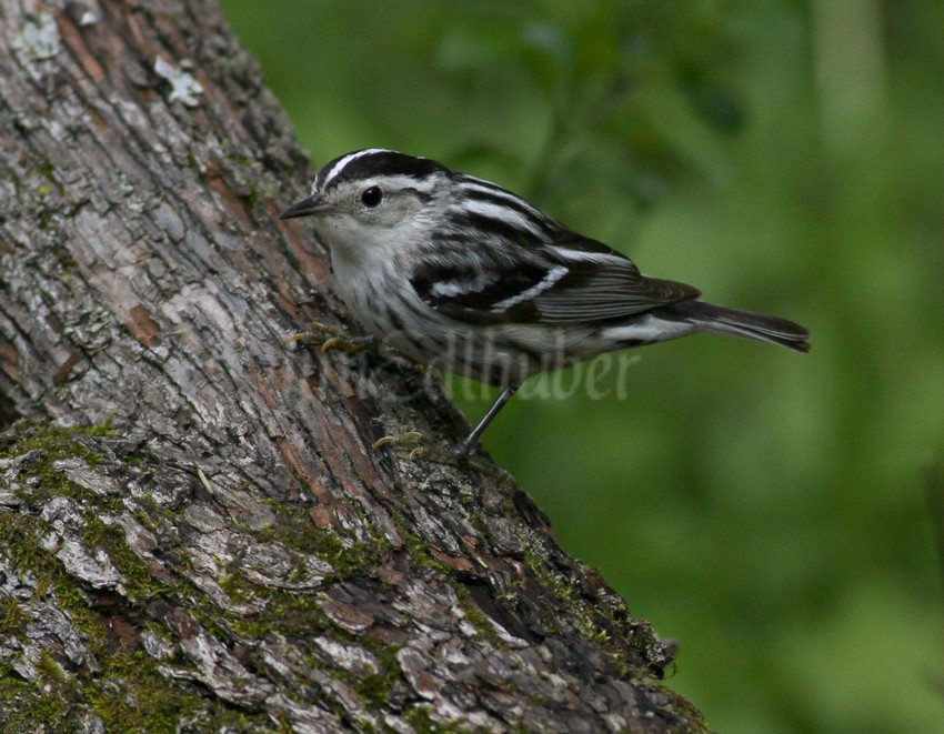 Black and White Warbler, male