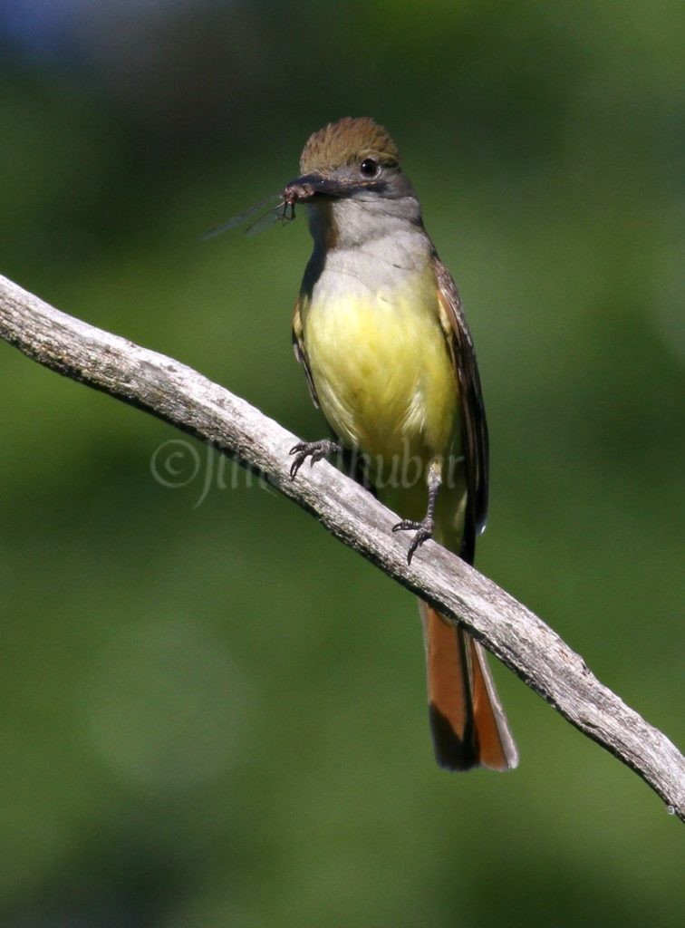 Great Crested Flycatcher with a drogonfly