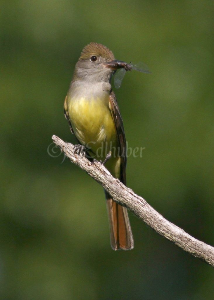 Great Crested Flycatcher with a dragonfly