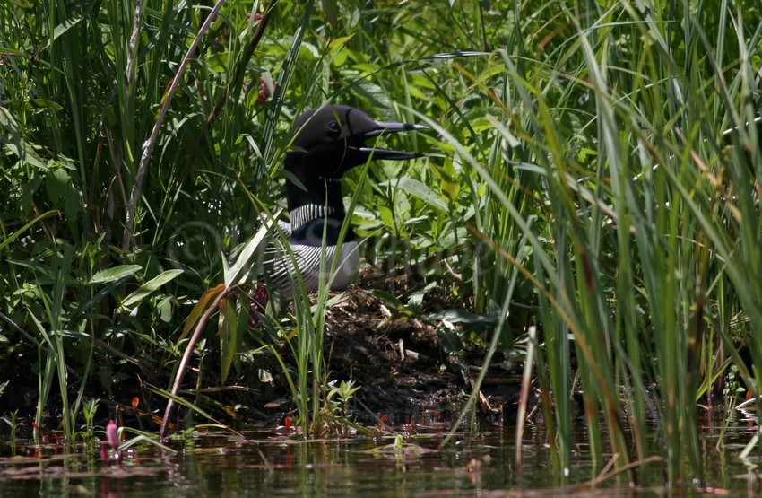 Common Loon, adult on nest
