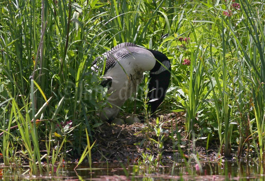Common Loon, adult on nest rolling over eggs