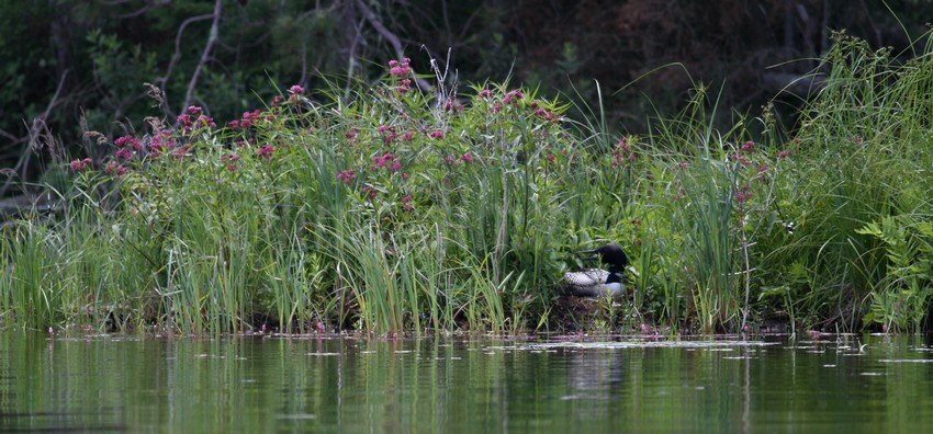 Common Loon, adult on nest, view of nesting site