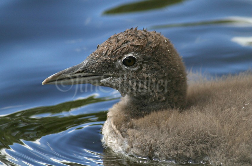 Common Loon, chick