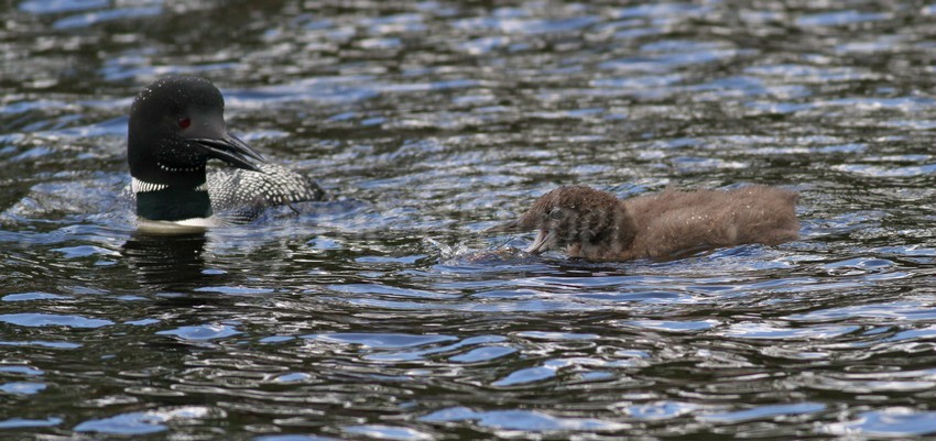 Common Loon, chick getting the catch, you can do it as the adult watches