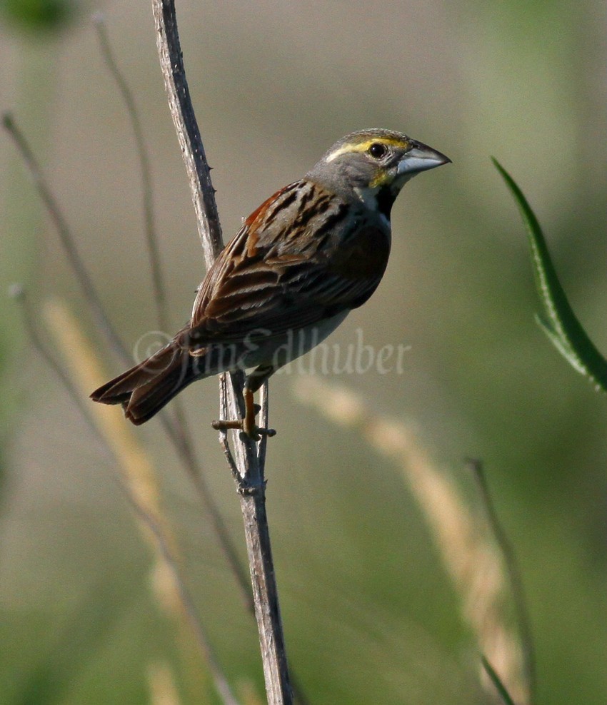 Dickcissel, female